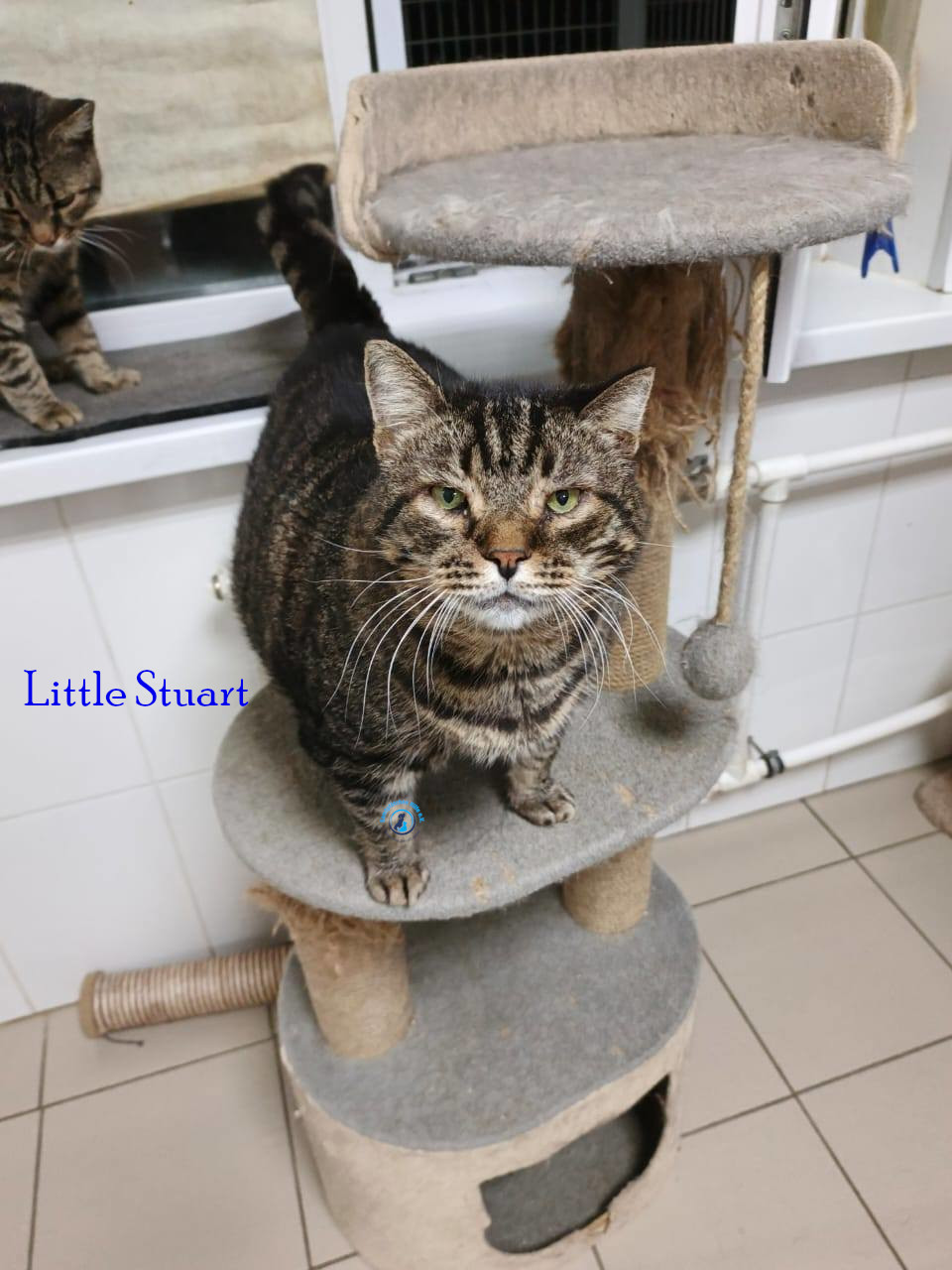 Irina/Katzen/Little Stuart/Little Stuart18.jpg